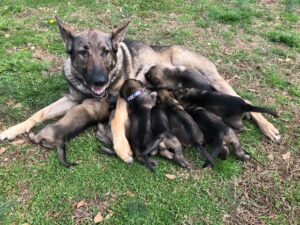 Pups Nursing at 3-weeks old